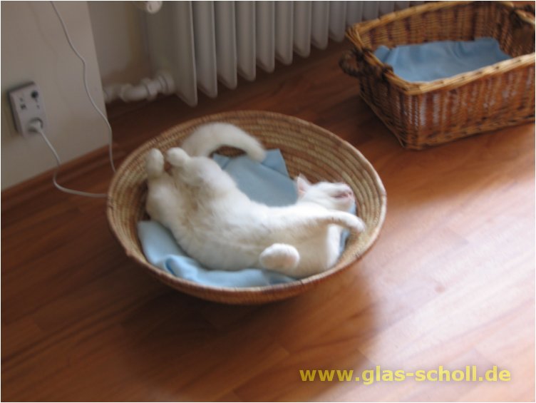 (c) 2007 www.Glas-Scholl.de